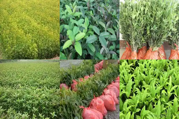 20多年的桂花树值多少钱一棵1689838111109