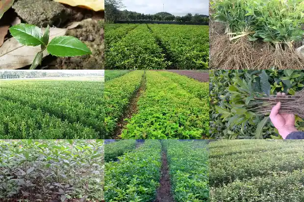桂花树种屋前还是屋后好养1681785396114