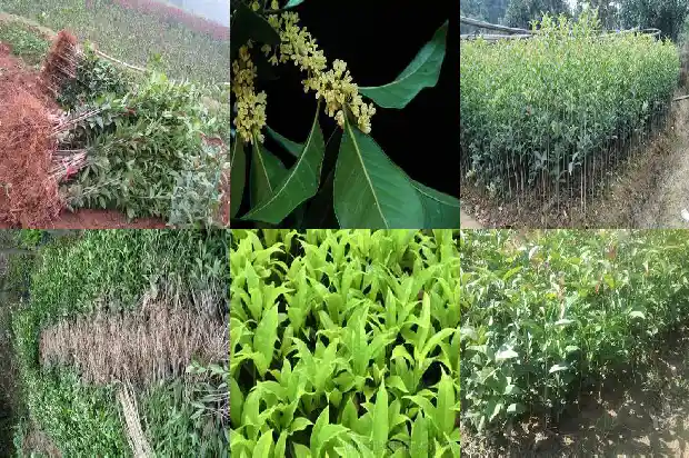 屋后面栽桂花树好吗1681785424309