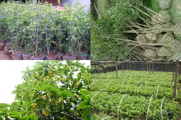屋后面栽桂花树好吗1681785424354