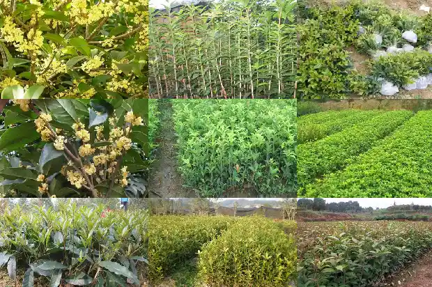 桂花树栽屋前还是在外面屋后面好?1681785456365