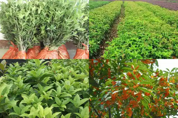 桂花树栽屋前还是在外面屋后面好?1681785456413