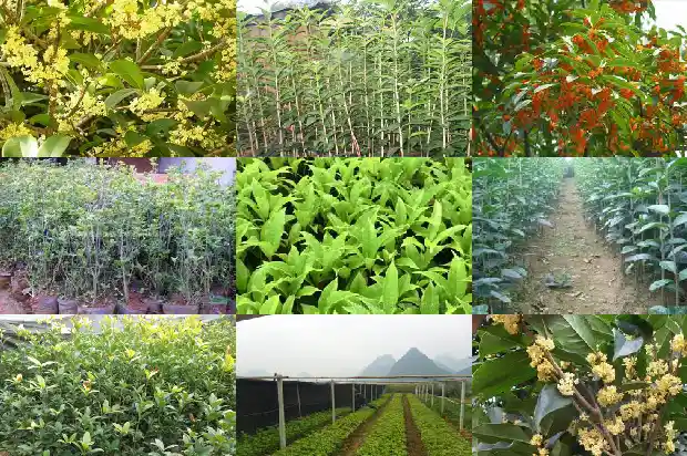 桂花树栽屋前还是在外面屋后面好?1681785456461