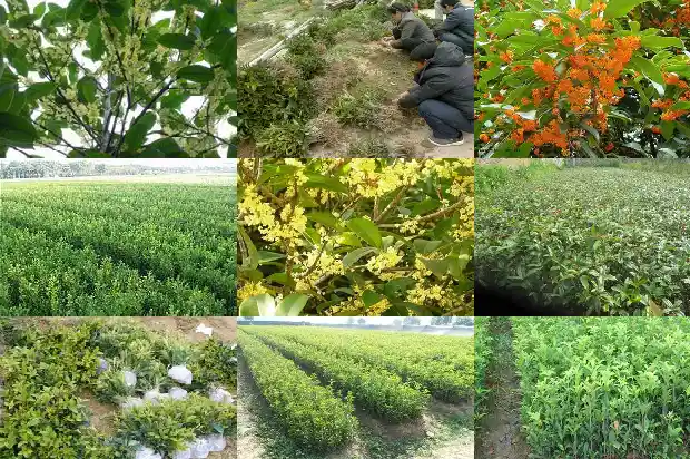 我有桂花树出售怎么办1690331497747