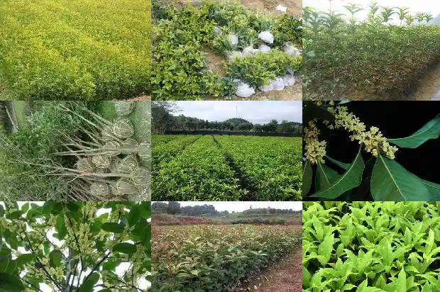 桂花树载几颗好呢1681785483822