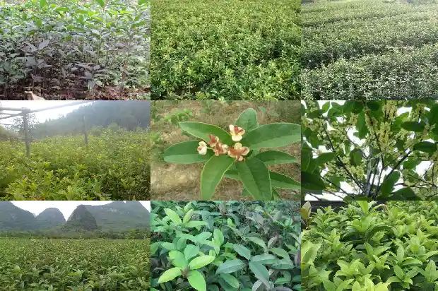 桂花树种屋后好不好1681785513241