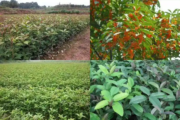 桂花树种屋后好不好1681785513289