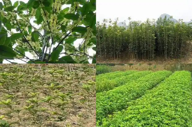 桂花树在房子的什么地方种最好?1681785546576