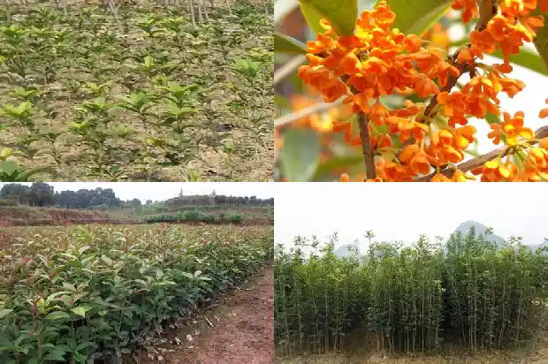 桂花树在房子的什么地方种最好?1681785546621