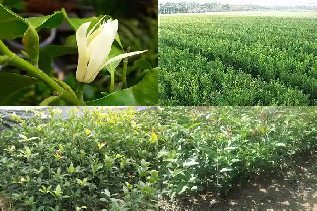 桂花树在房子的什么地方种最好?1681785546668