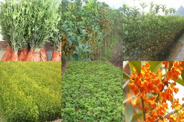 桂花树种哪位置风水好1681785576234