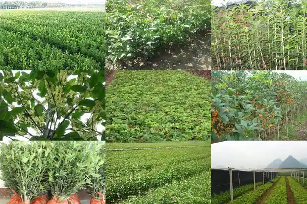 门前桂花落1688691666743