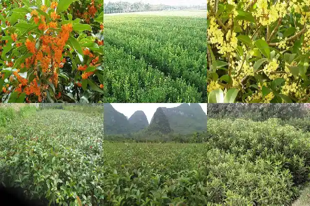 31公分的桂花什么价格1690072699905