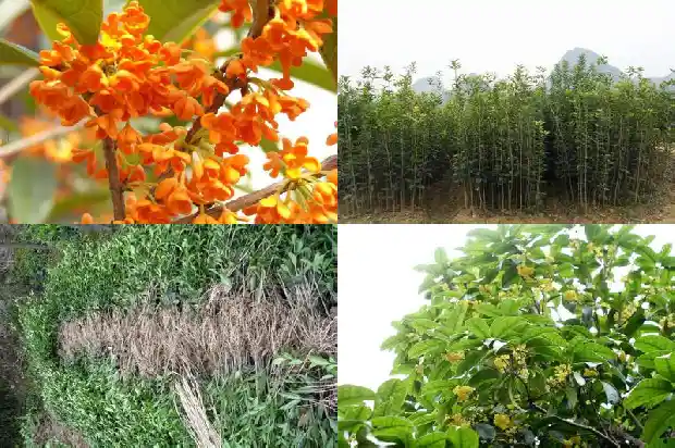 桂花树栽在宅基地哪里好1681785686826