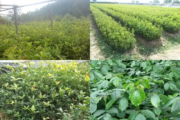 桂花树栽在房子东南好吗1681785716812