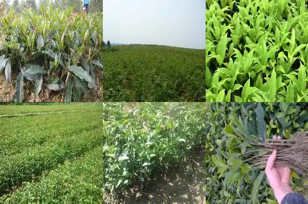 2016年桂花苗木价格1689640551092