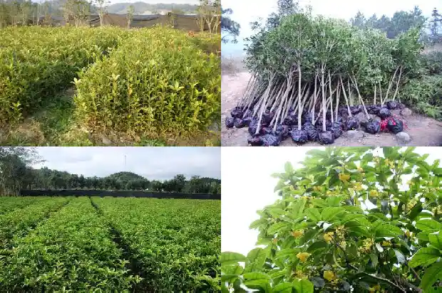 桂花树栽在房子东南好吗1681785716908
