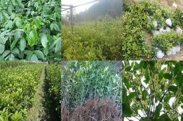 桂花树种房子的哪个位置好呢1681785744711