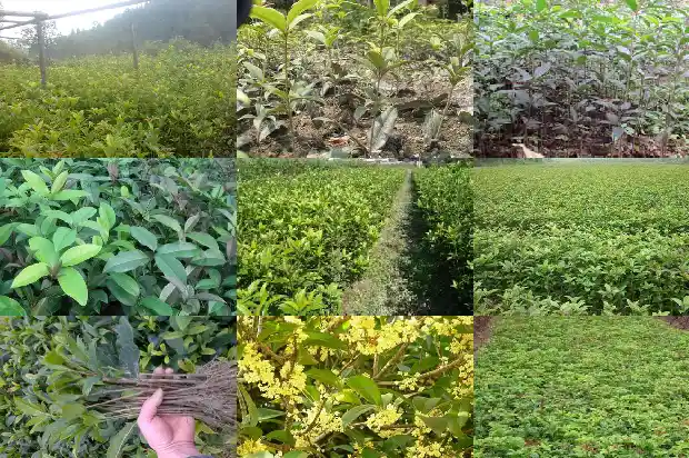 桂花树种房子的哪个位置好呢1681785744759