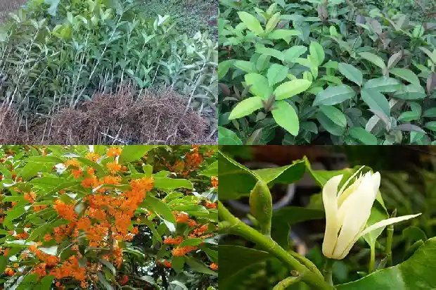桂花树一般栽在房屋的哪里好1681785815454