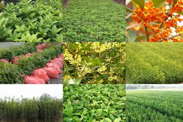 桂花树种家门口好不好1681785847651