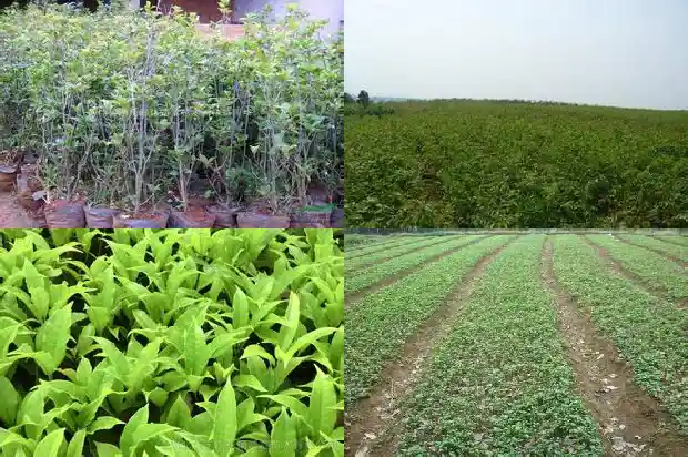 桂花树种家门口好不好1681785847698
