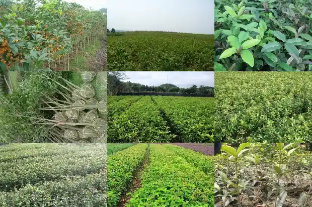 房子后面种桂花树好不好风水1681785875521
