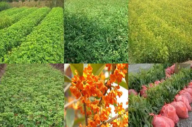 房子后面种桂花树好不好风水1681785875569