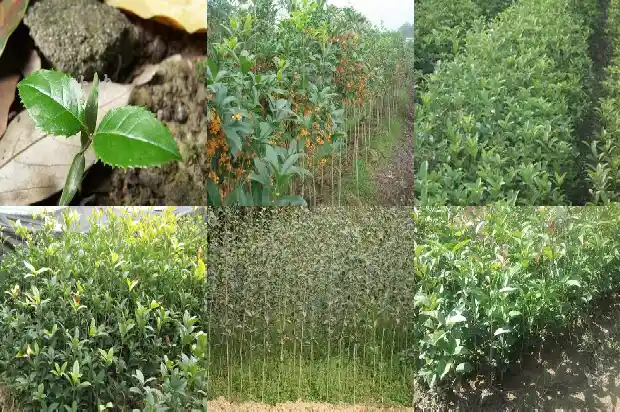 房子前面种桂花树好不好1681785907656