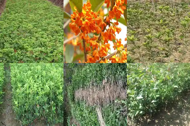 房子前面种桂花树好不好1681785907703