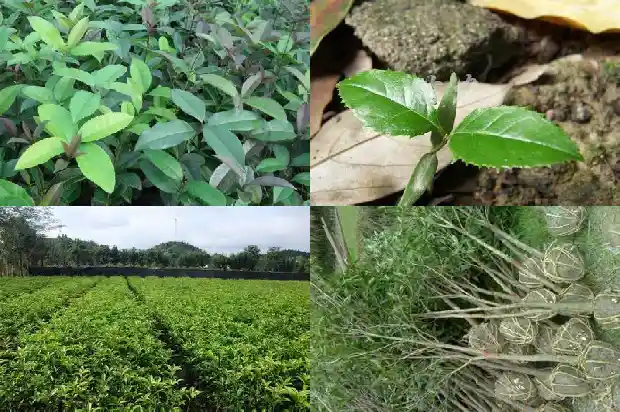 房子前面种桂花树好不好1681785907751