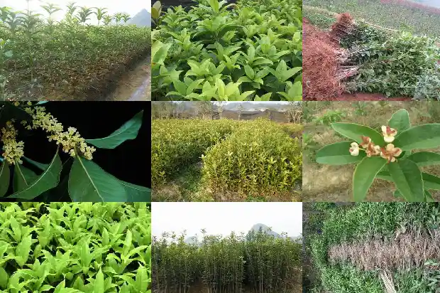 房子前面种桂花树好不好1681785907799