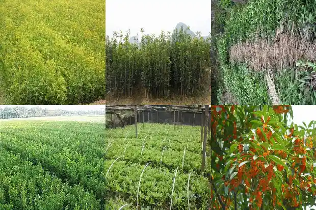 桂花树种房子后面好吗1681785939804