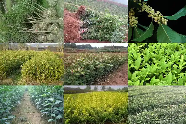 桂花树种房子后面好吗1681785939852