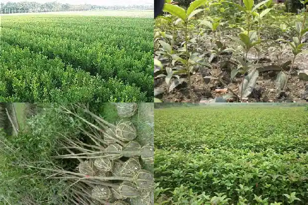 桂花树种在屋后好吗1681785967848