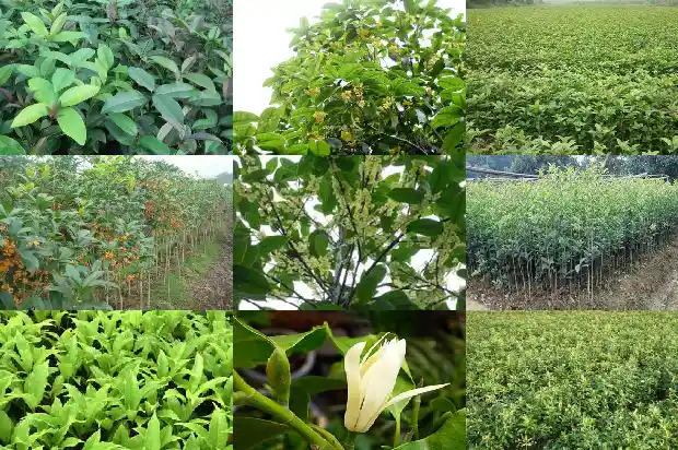 桂花树种在屋后好吗1681785967895