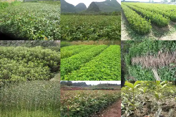 桂花树种在屋后好吗1681785967943