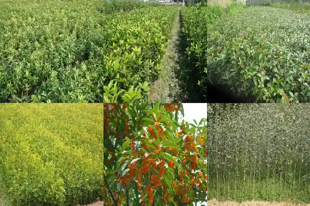 桂花树种在屋后风水好吗1681786029469