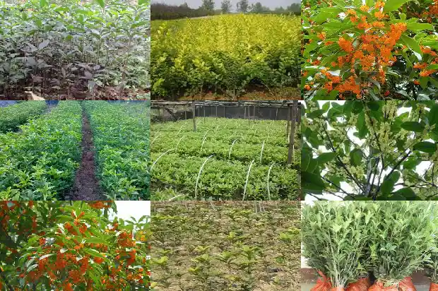 桂花树种在屋后风水好吗1681786029517
