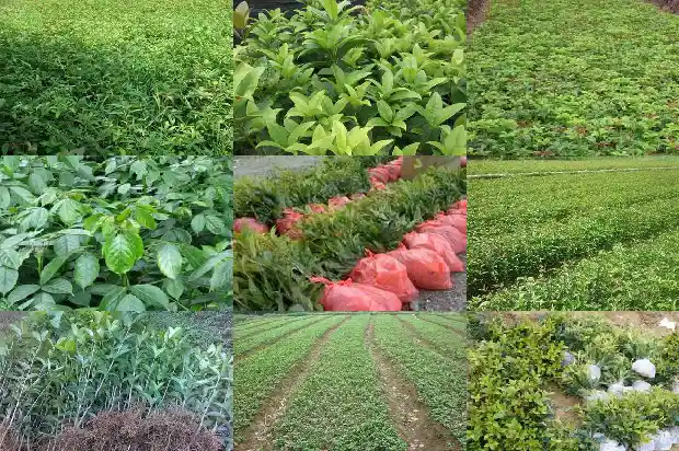 桂花树种在屋后风水好吗1681786029563
