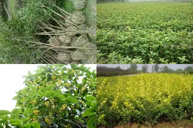 房子东边栽桂花树好吗1681786061225