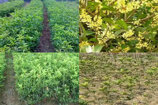 房子东边栽桂花树好吗1681786061273