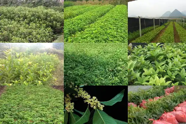 房子东边栽桂花树好吗1681786061321