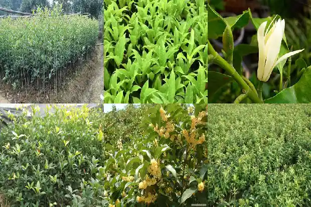 房子东南角种桂花树好吗1681786089008