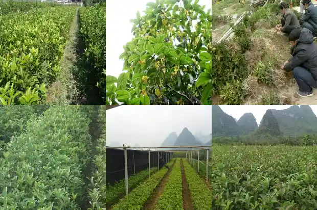 房子东南角种桂花树好吗1681786089055