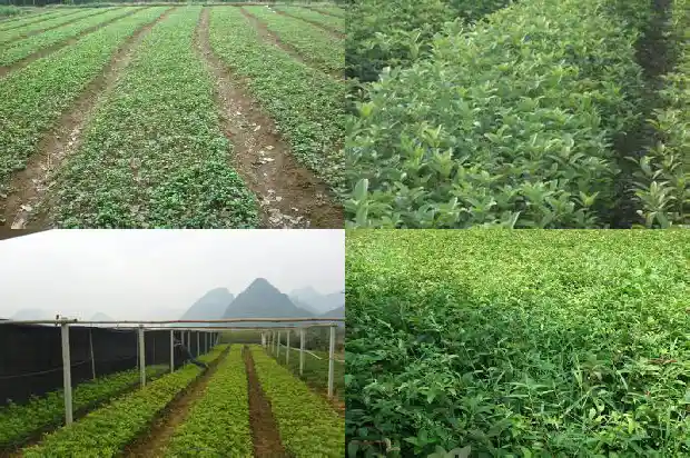 桂花树种在院子东南好吗1681786157466