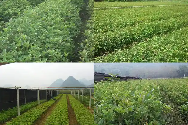 桂花种在房子东南方1681786215293