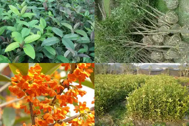 桂花种在房子东南方1681786215341