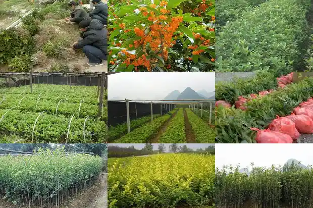 桂花种在房子东南方1681786215388