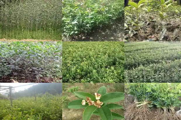 房屋北面能种植桂花树吗?1681786245592
